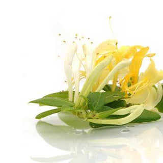 Honeysuckle Absolute 5% in Grapeseed